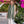 PIA - Pashmina italiana de color caqui con franjas retorcidas